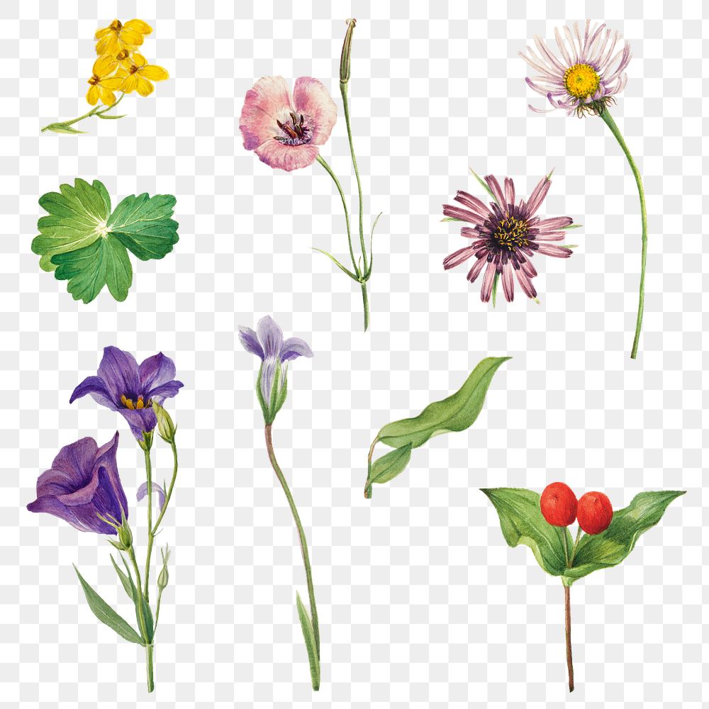 Png blooming colorful flowers illustration drawing set