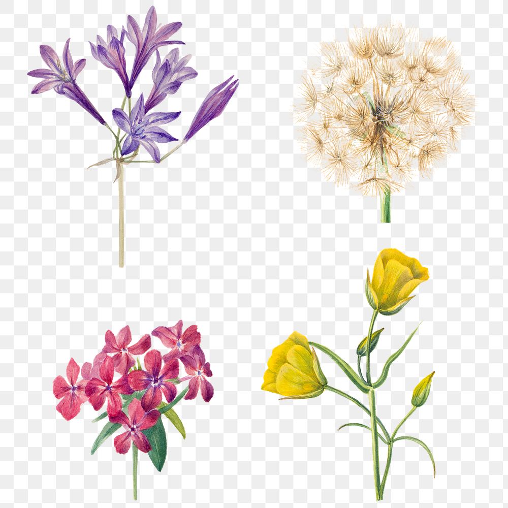 Hand drawn png blooming flowers illustration set