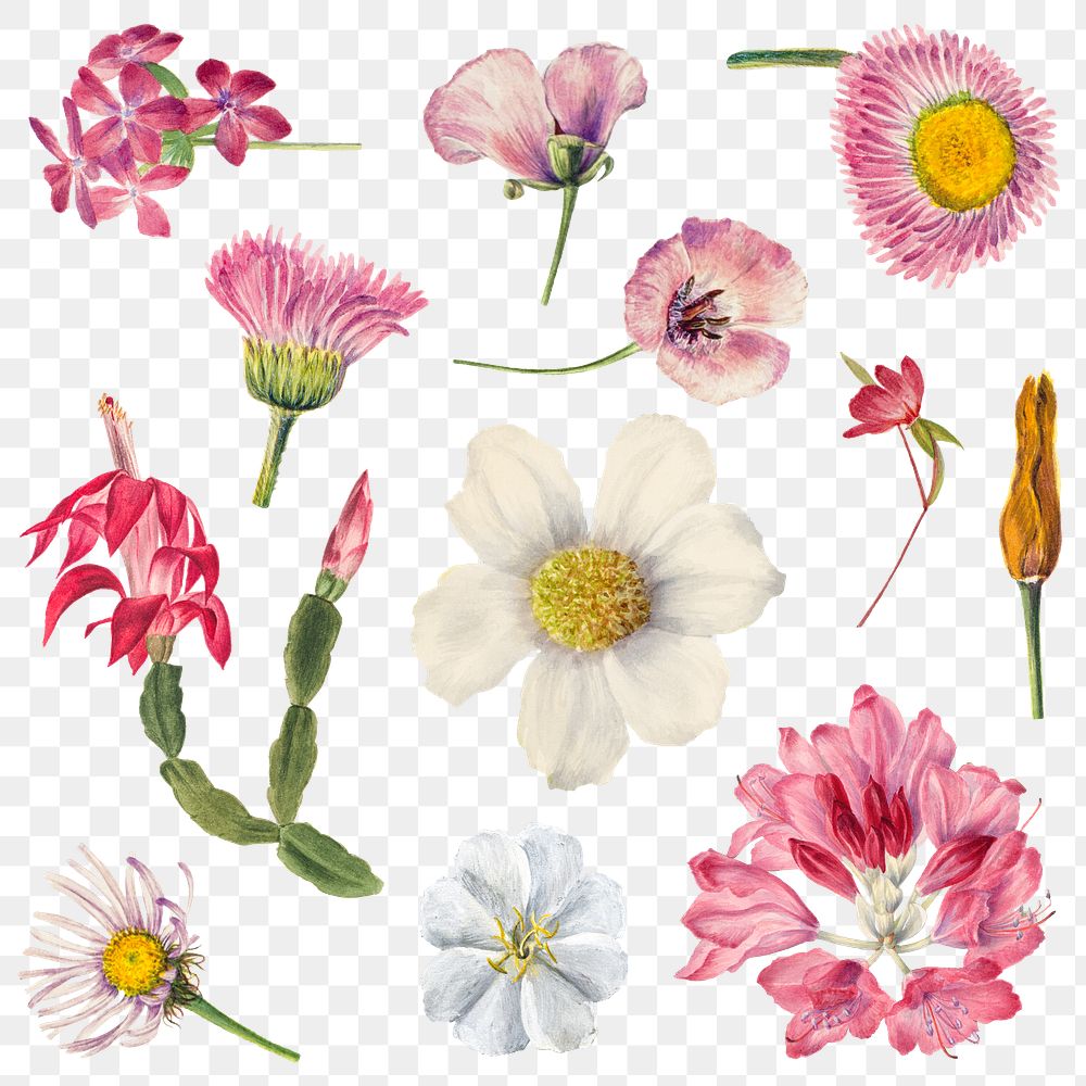 Hand drawn pink flowers png botanical illustration set