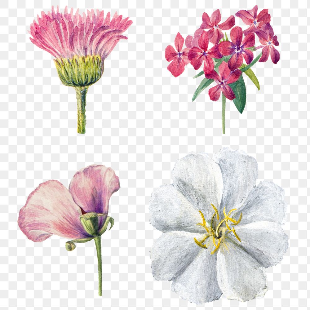 Blooming wild flowers png hand drawn floral illustration set
