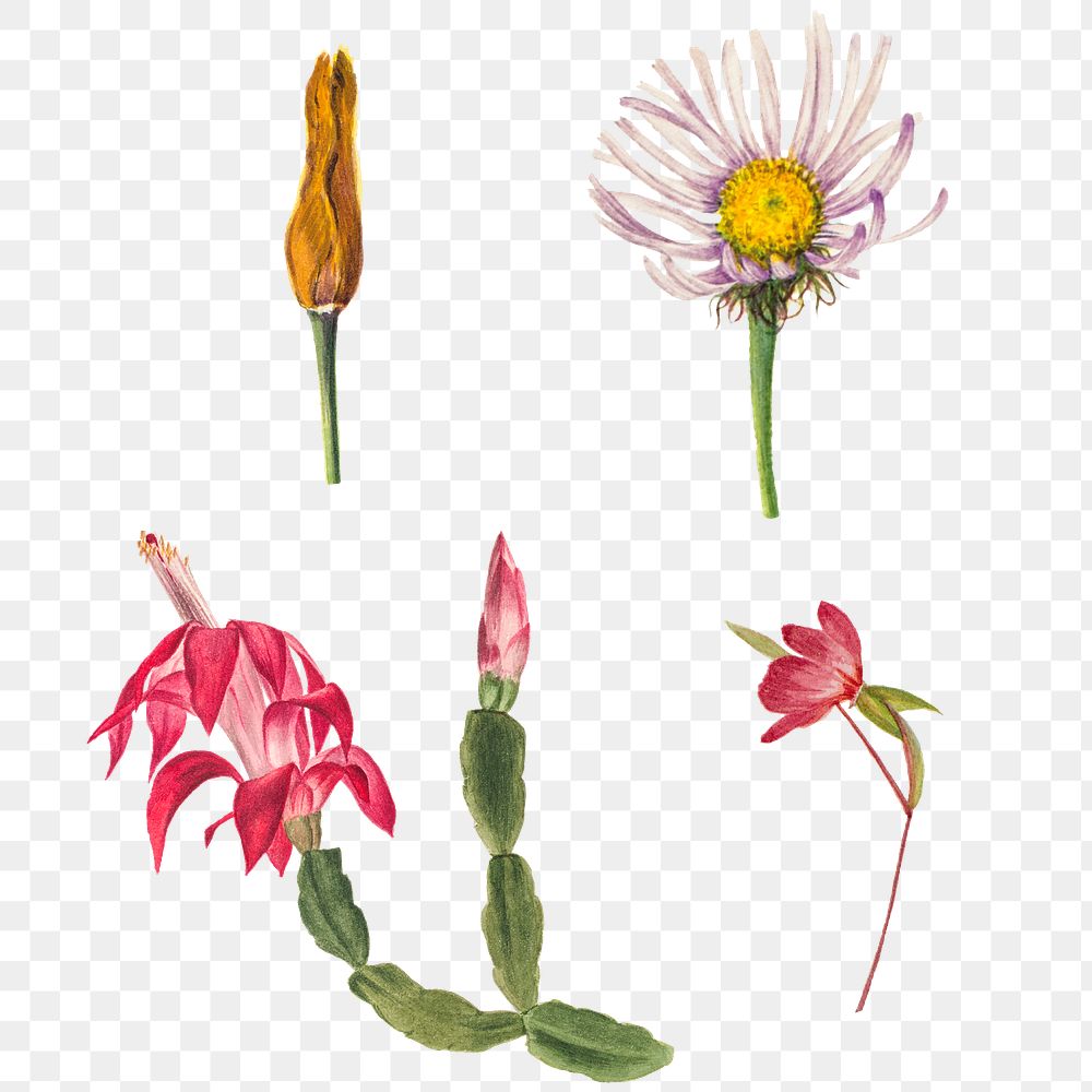 Wild flowers png illustration set