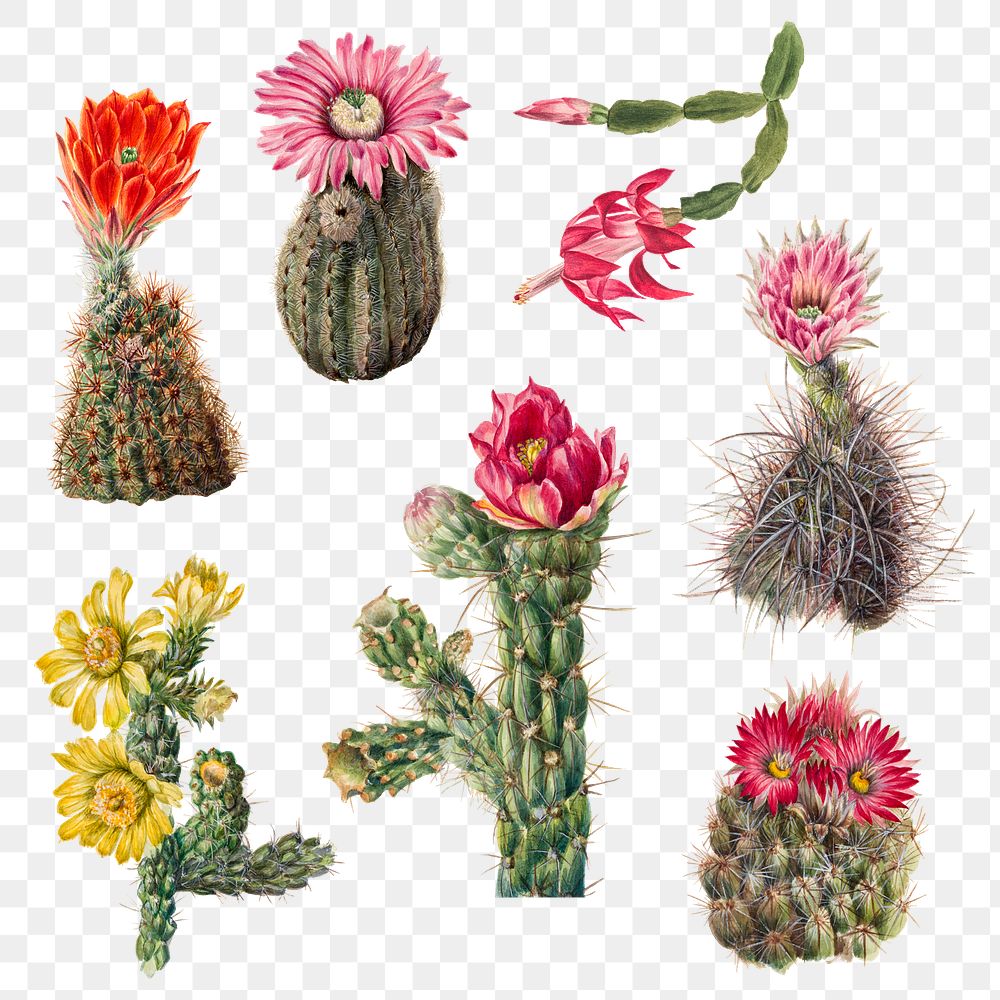 Vintage cactus flowers png illustration botanical drawing set