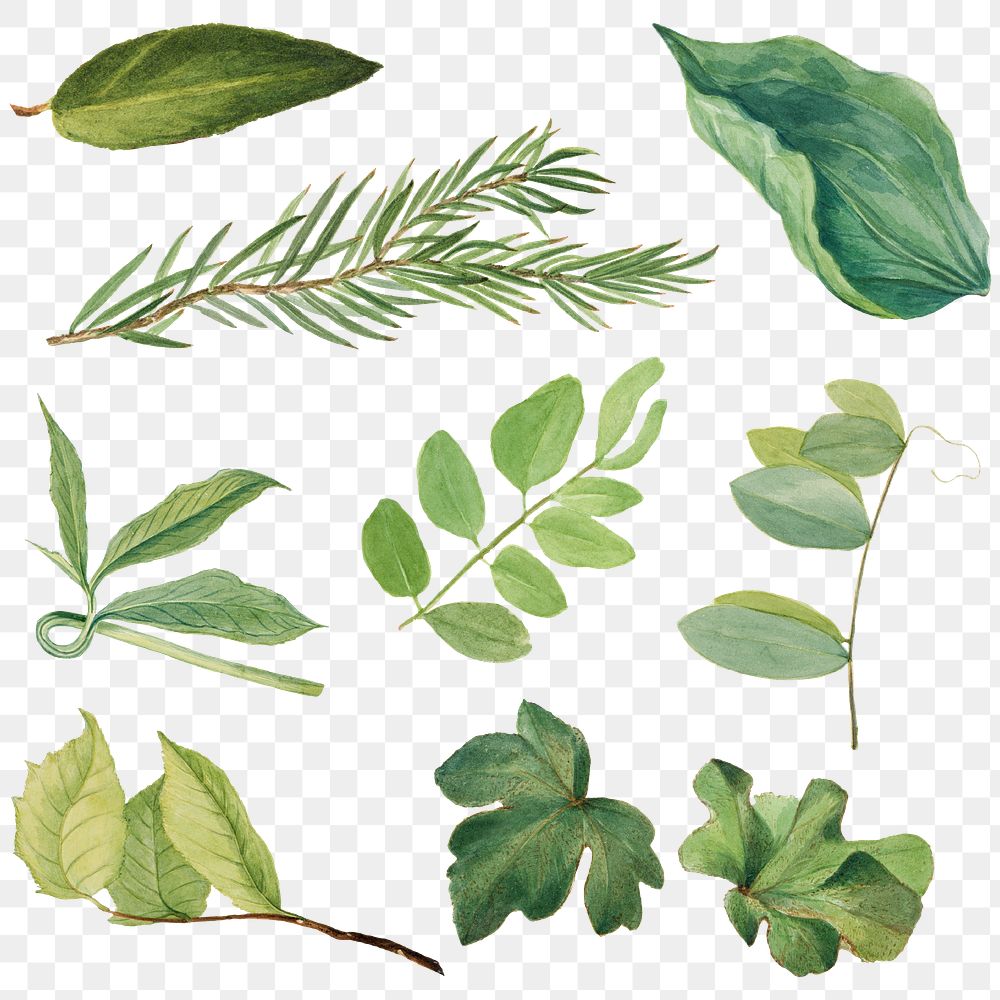 Green leaves png hand drawn botanical illustration set