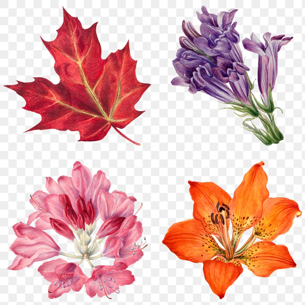 Png hand drawn colorful plants botanical sticker set