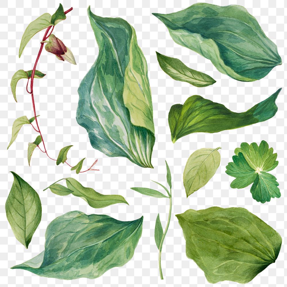 Green leaves png illustration sticker set
