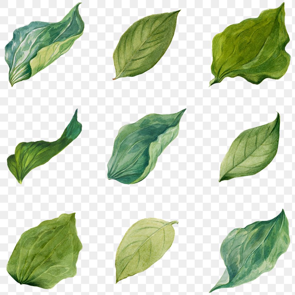 Png green leaves illustration hand drawn set