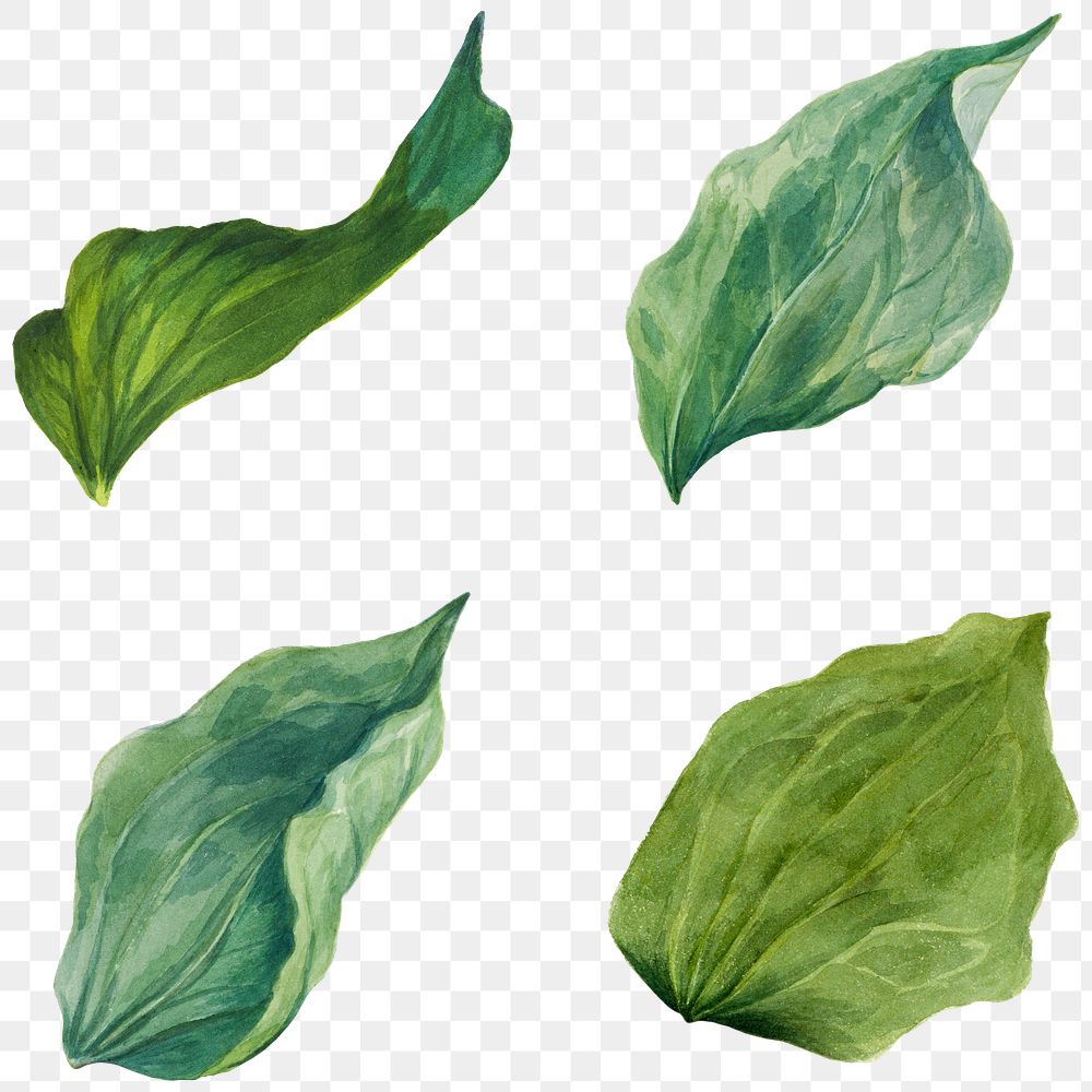 Green leaves png illustration set