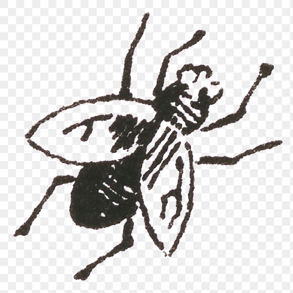 Vintage png fly engraving hand drawn illustration