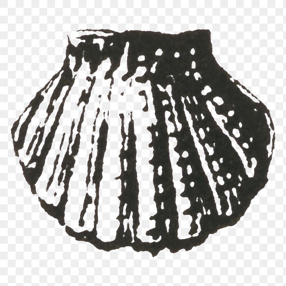 PNG old shell hand drawn illustration