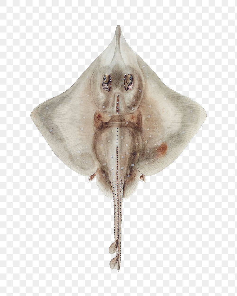 Vintage rough skate png aquatic animal illustration