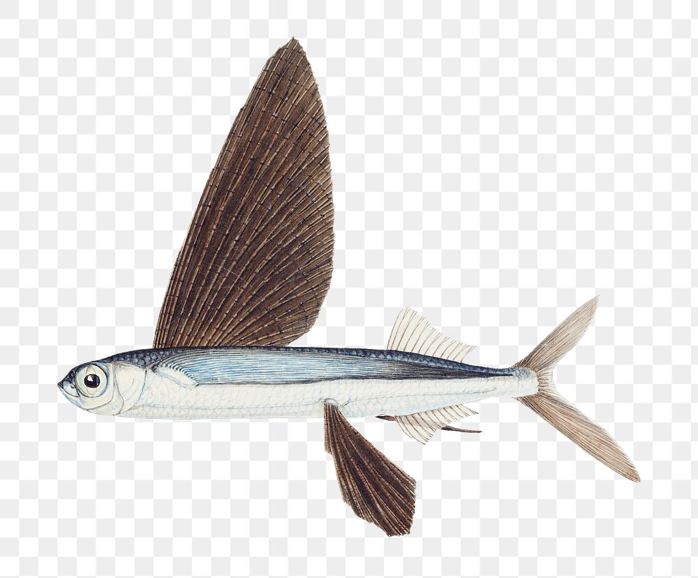 Antique flyfish fish png illustration drawing clipart