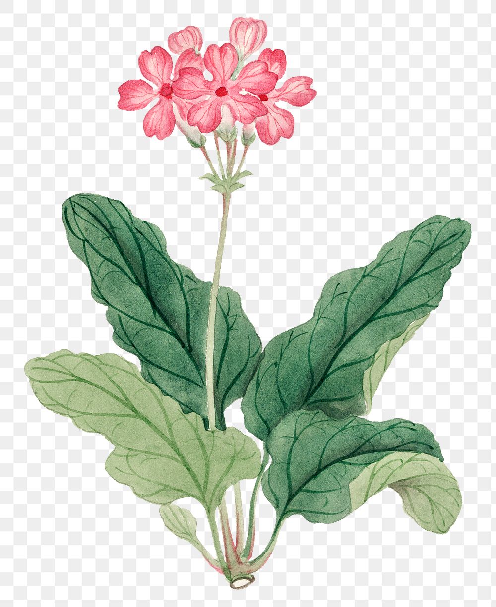 Flower png Pink Geranium, vintage Japanese art remix from the David Murray collection