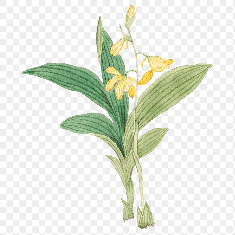 Flower png classic style Maxillaria Lindleyana, vintage Japanese art remix from the David Murray collection