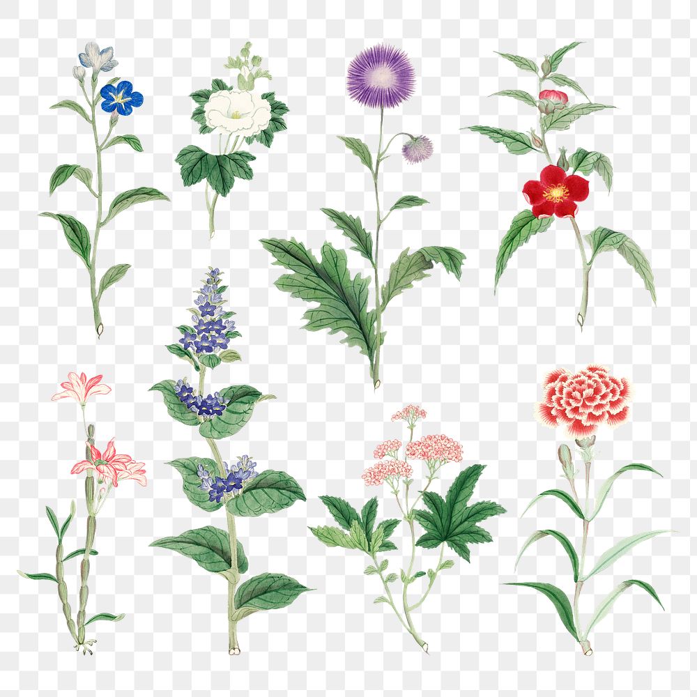 Flower collection classic sticker png in various species, vintage Japanese art remix from the David Murray collection