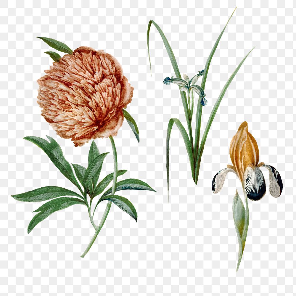 Aesthetic flower png sticker, vintage floral illustration, classic design element set