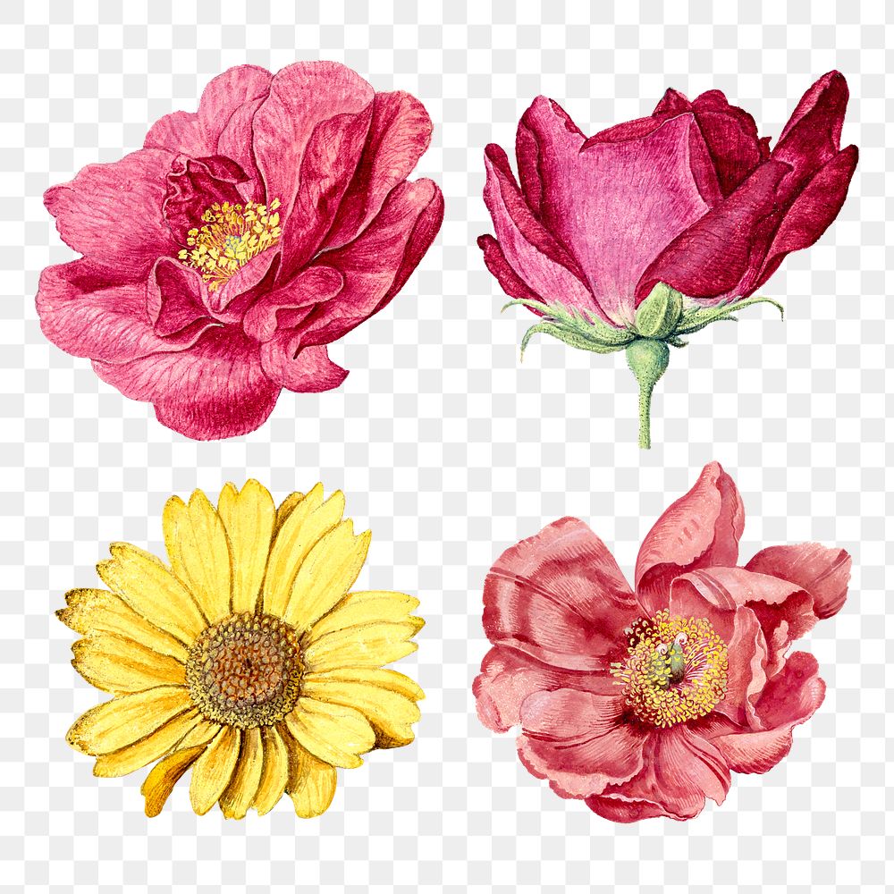 Vintage flower png sticker, aesthetic floral illustration, classic design element set