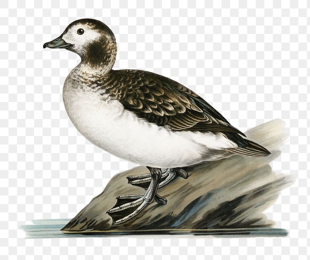 Long-tailed duck vintage bird png sticker hand drawn