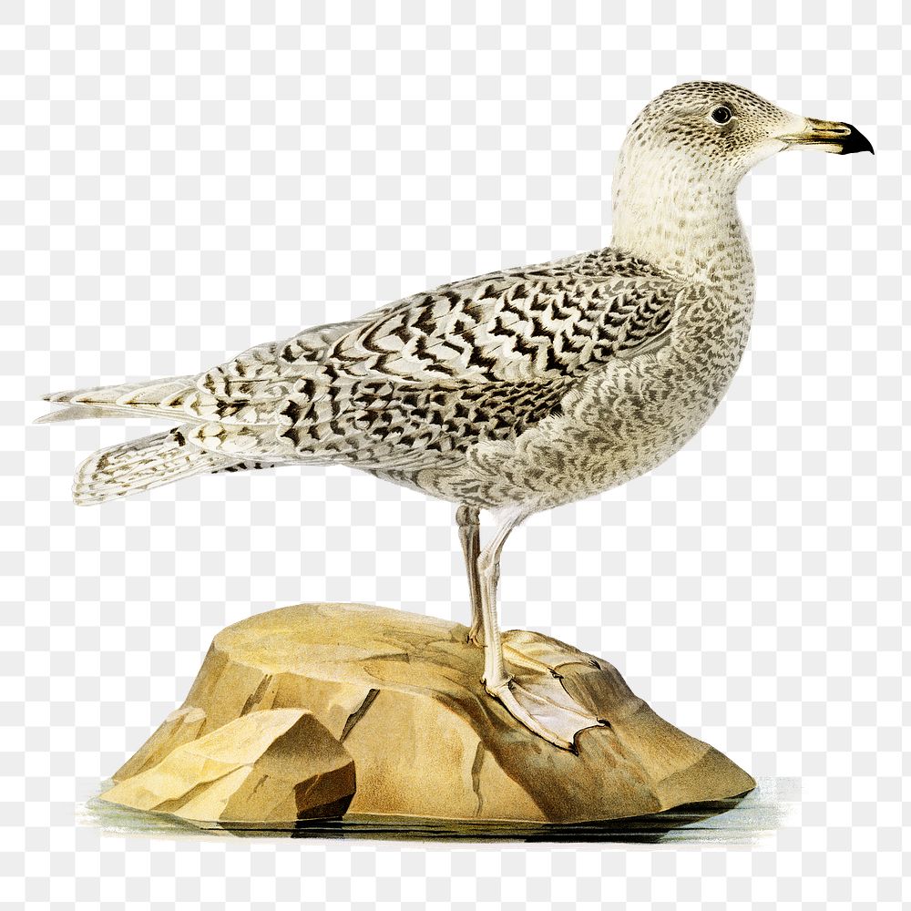 Png sticker glaucous gull bird hand drawn