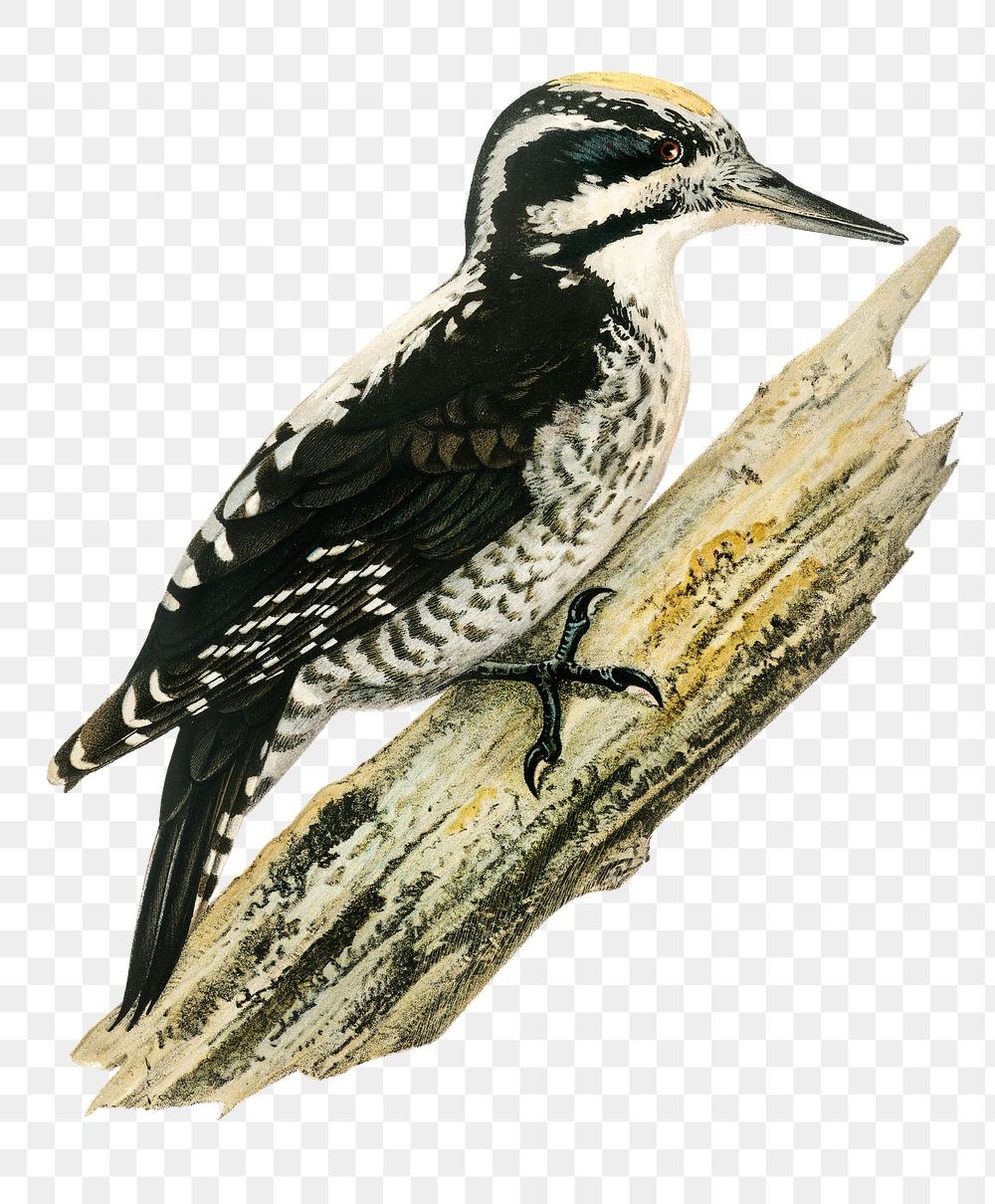 Three-toed woodpecker png bird hand drawn