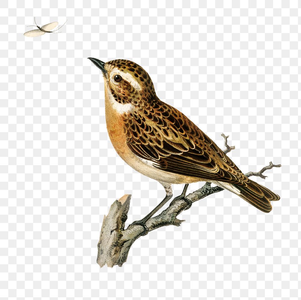 Whinchat bird png hand drawn