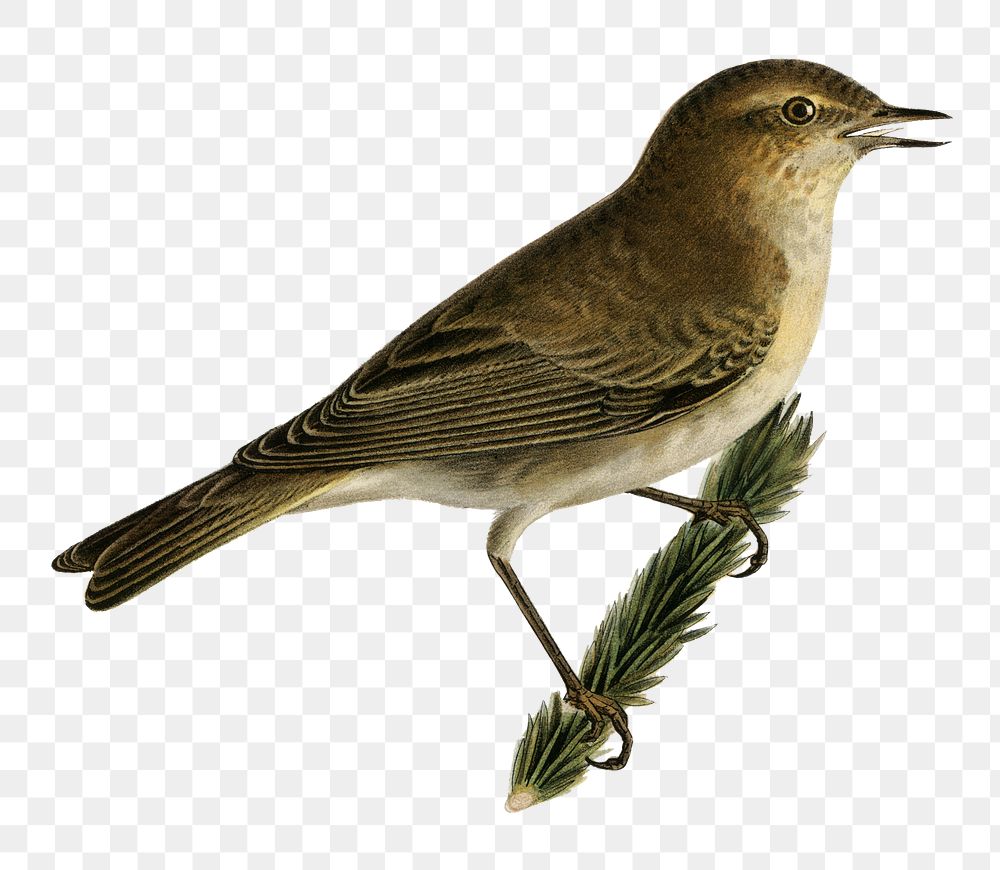 Common chiffchaff  bird png hand drawn