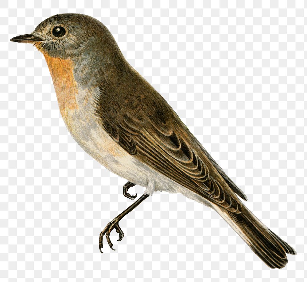 Red-breasted flycatcher bird png hand drawn