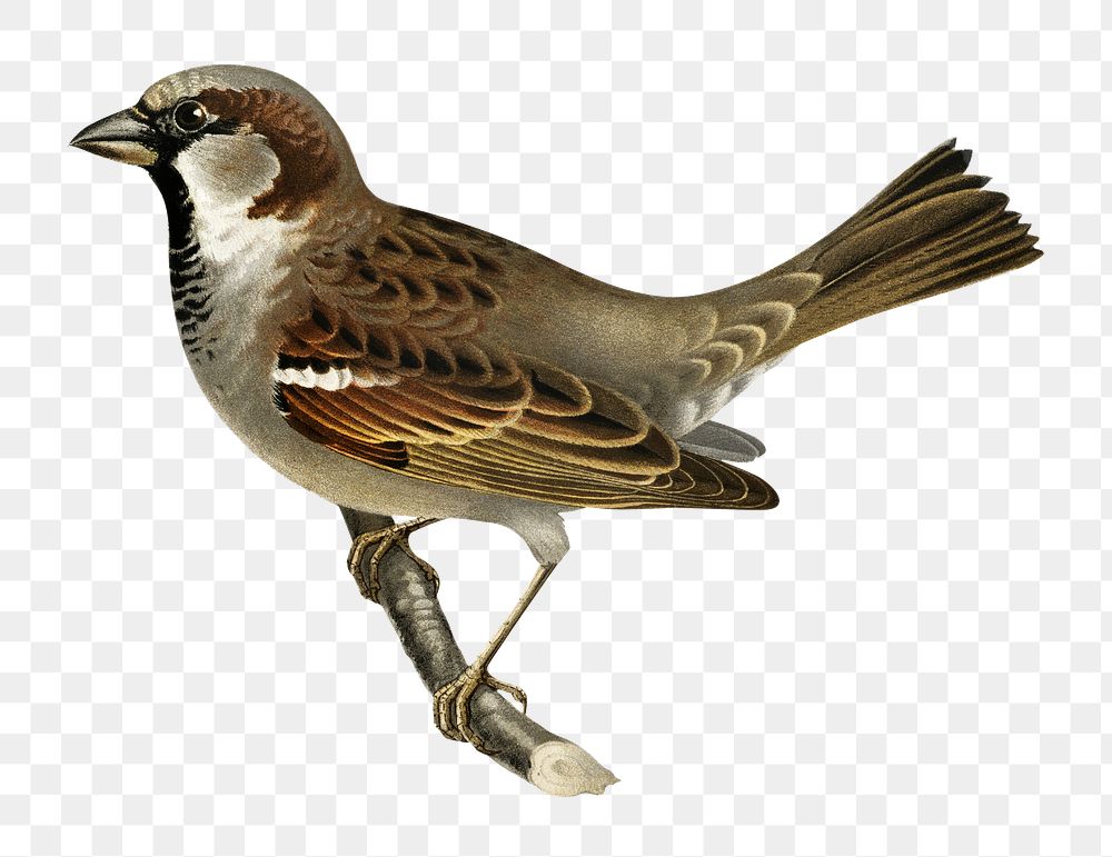 Male house sparrow bird png hand drawn