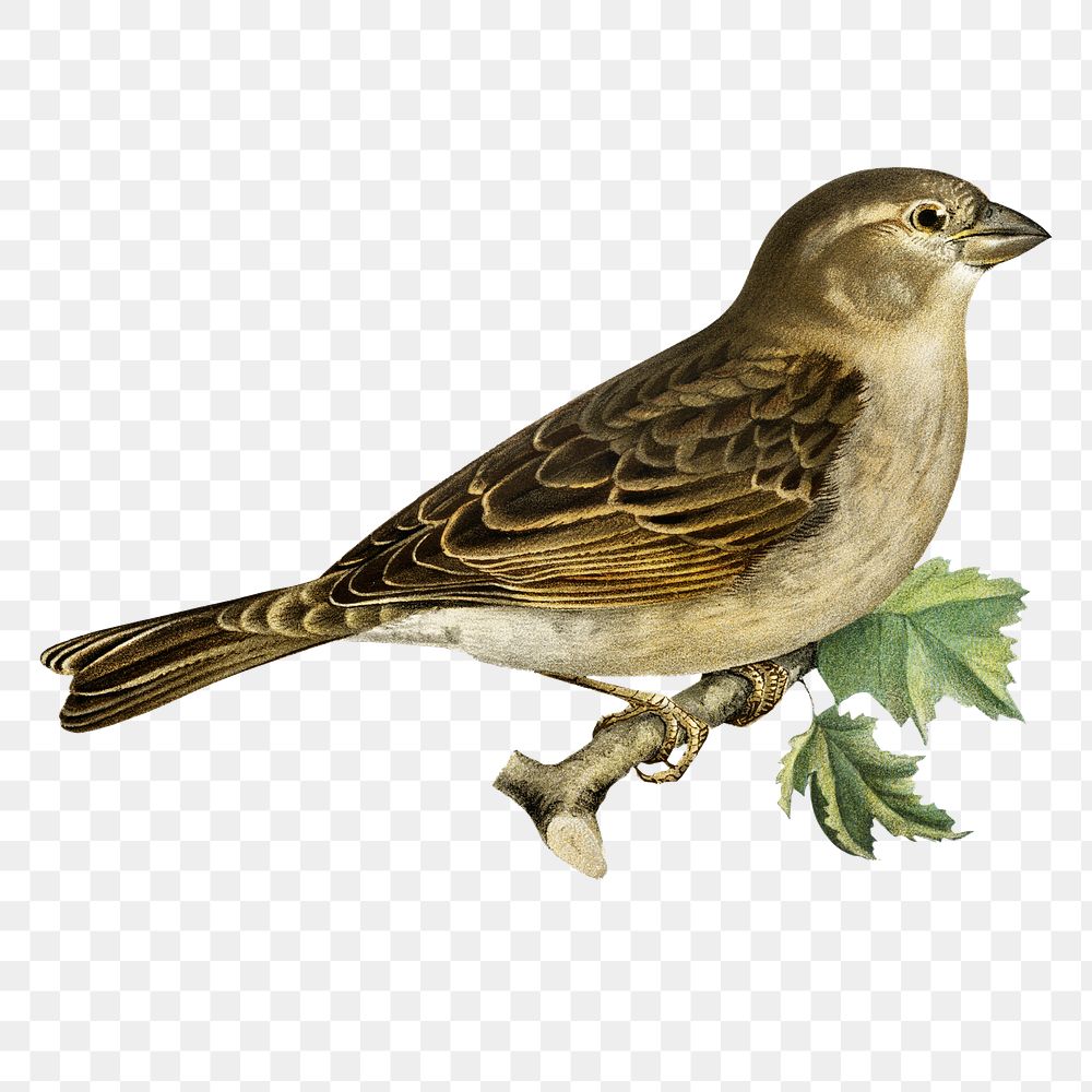 Female house sparrow bird png hand drawn