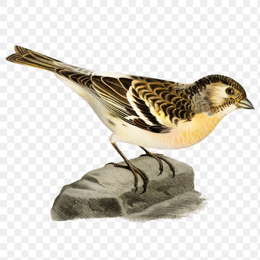 Brambling bird png hand drawn