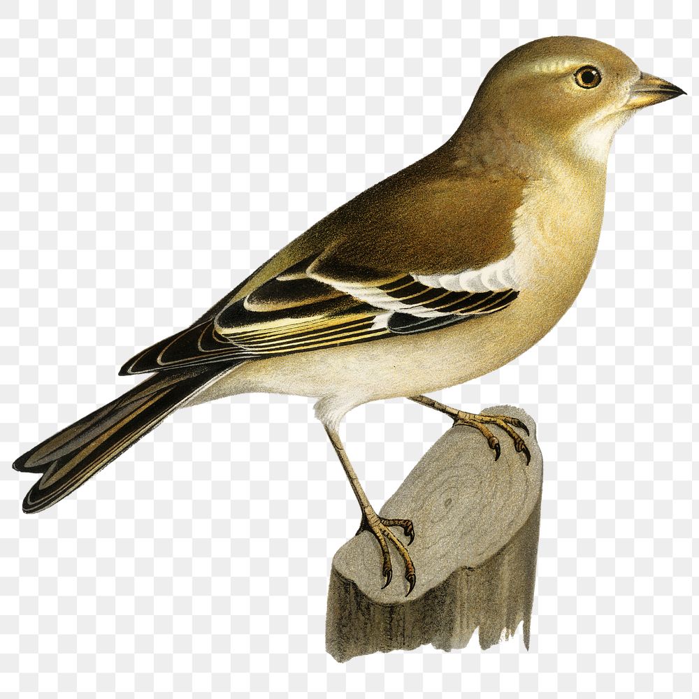 Common chaffinch bird png hand drawn