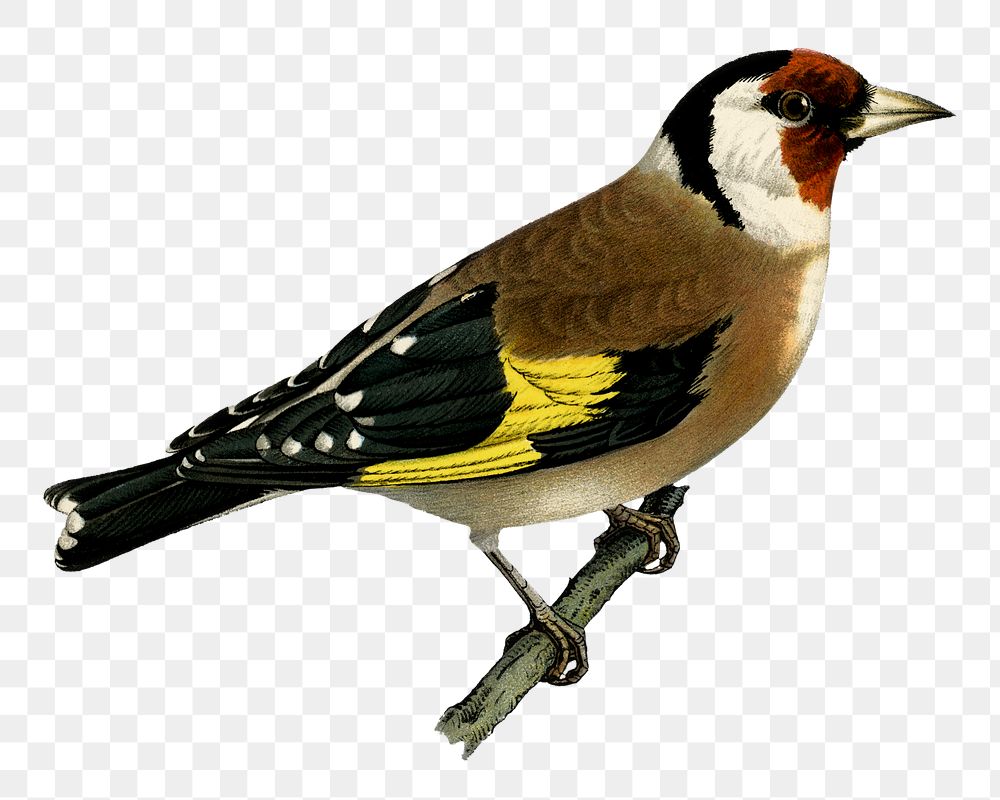 European goldfinch bird png hand drawn