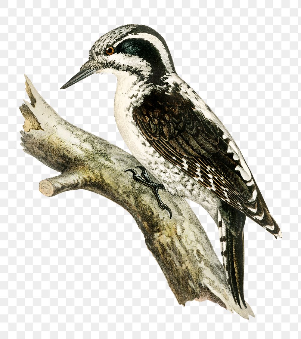 Three-toed woodpecker png bird hand drawn