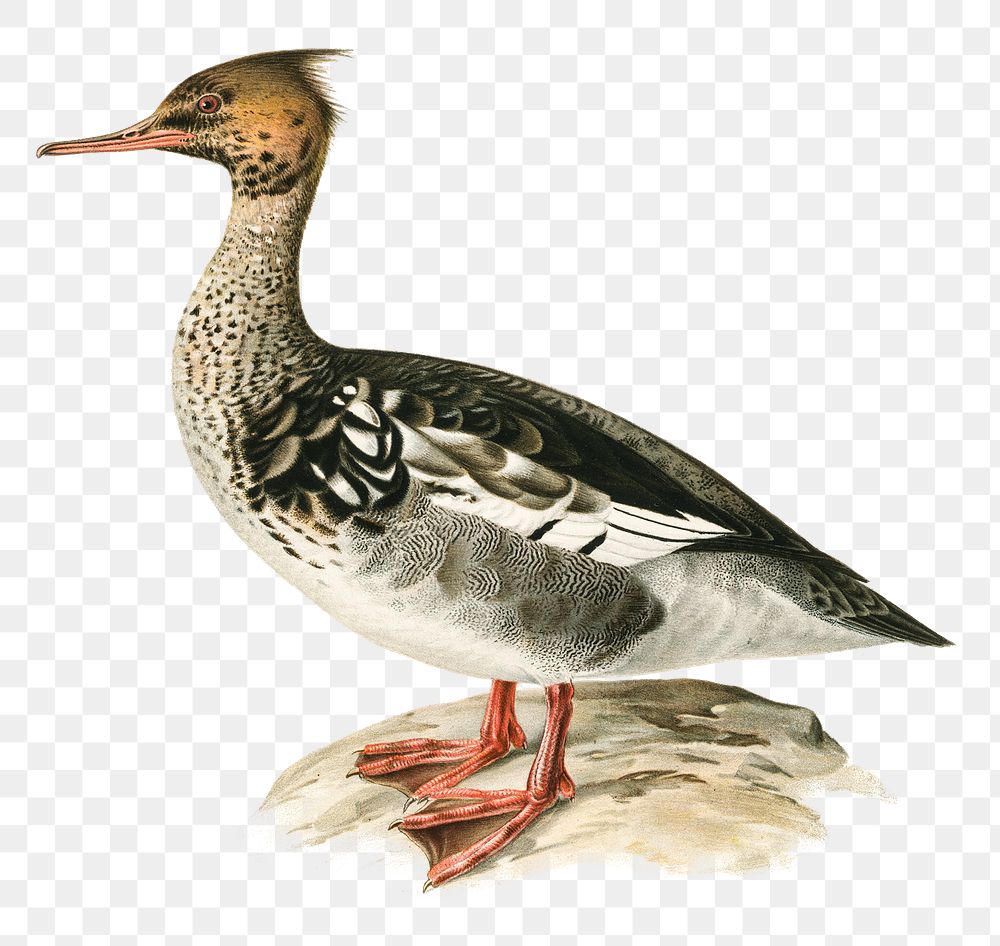 Red-breasted merganser waterbird png hand drawn