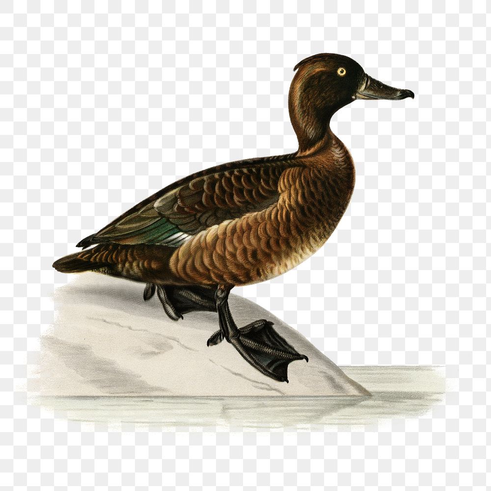 Png sticker ferruginous duck bird hand drawn