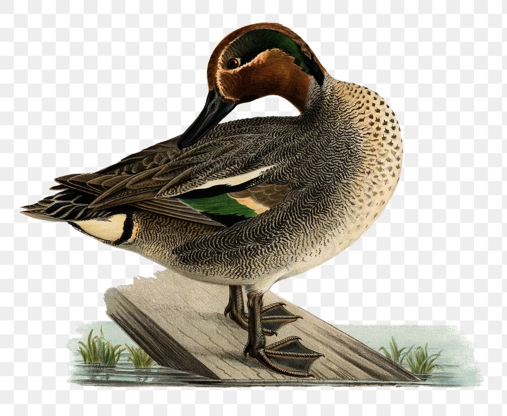 Png sticker green-winged teal bird hand drawn