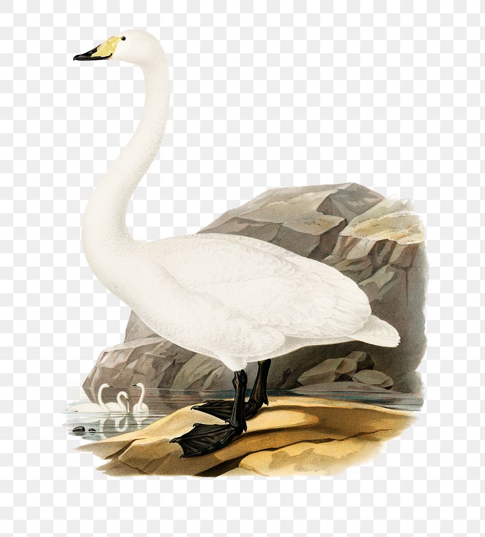 Png sticker whooper swan bird hand drawn