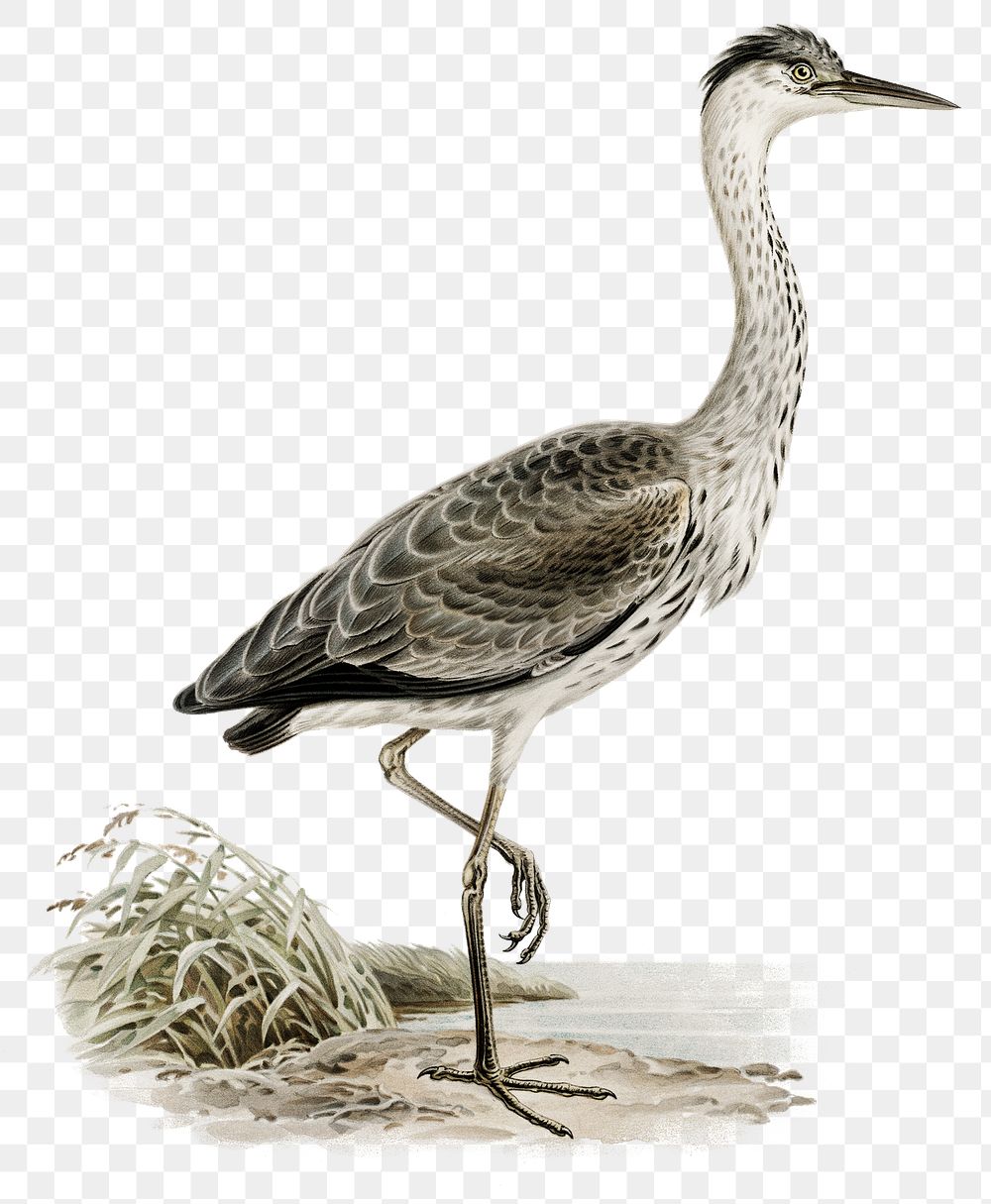 Png sticker gray heron bird hand drawn