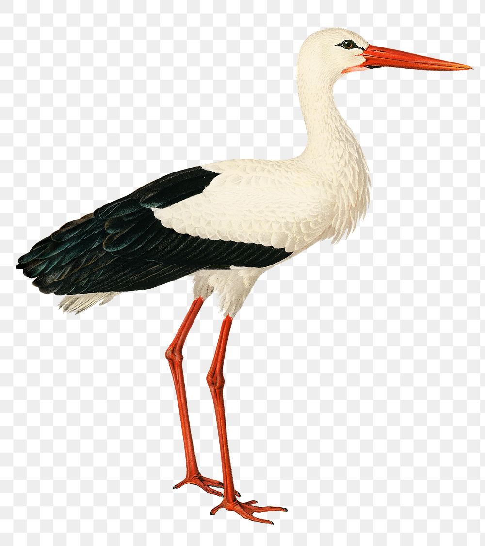 White stork vintage bird png sticker hand drawn