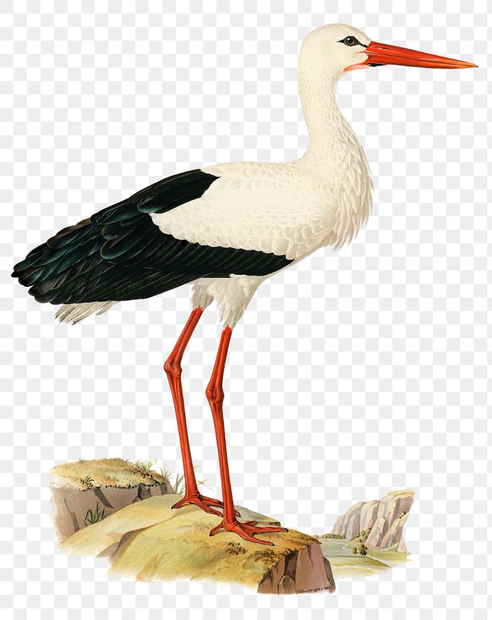 Png sticker white stork bird hand drawn