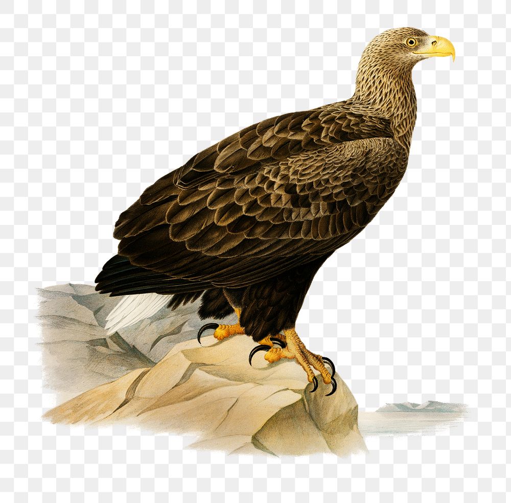 Png sticker white-tailed eagle bird hand drawn