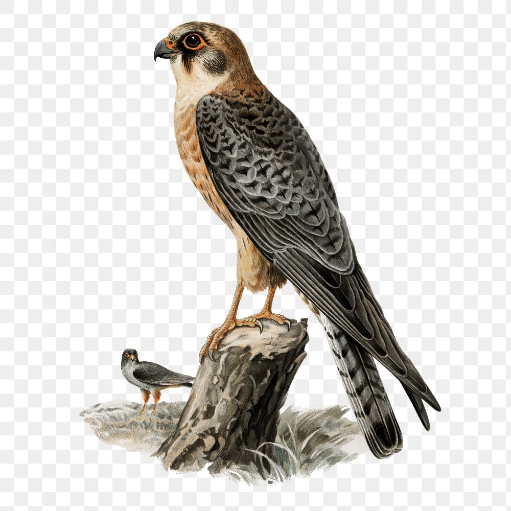 Falcon vintage bird png sticker hand drawn