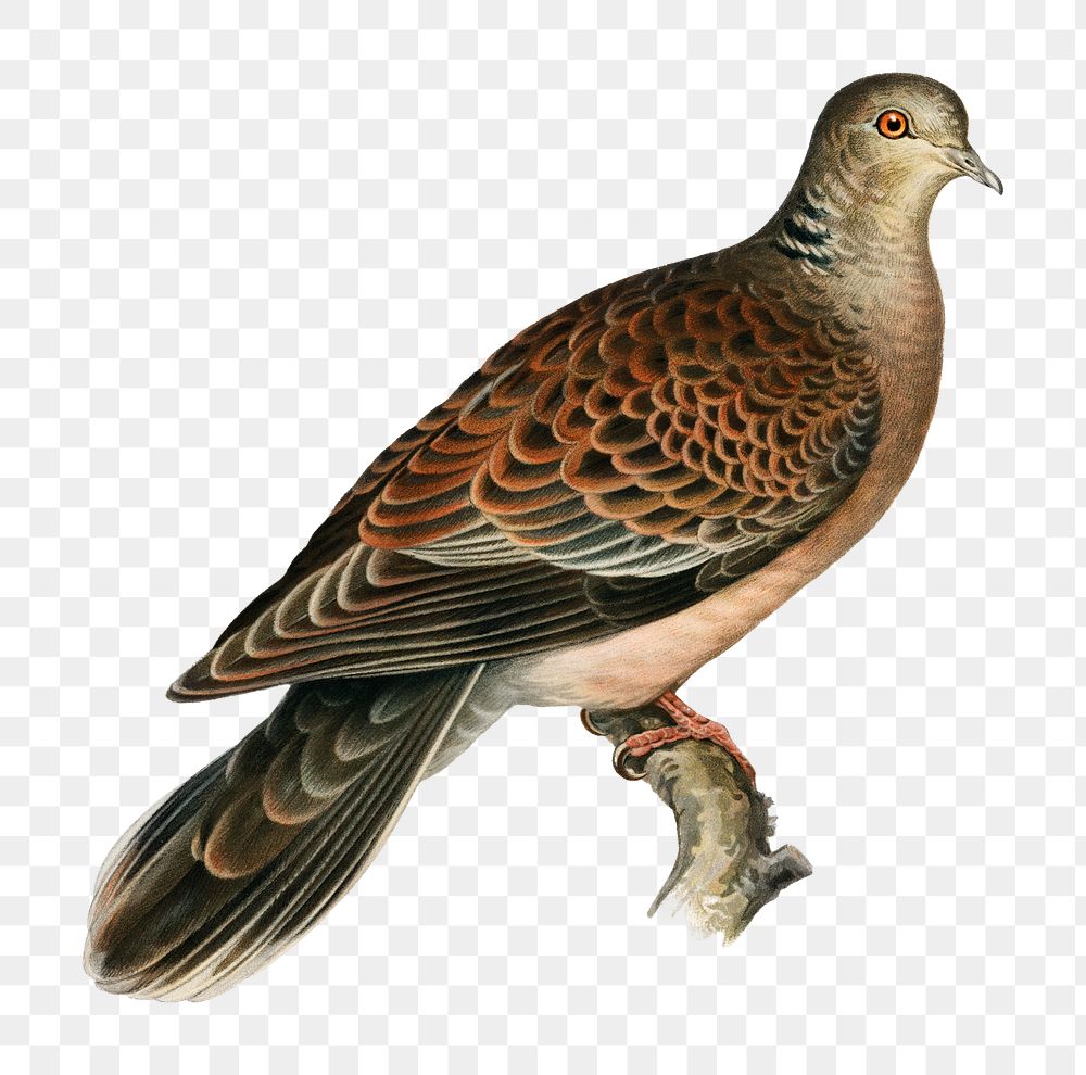 Oriental turtle-dove vintage bird png sticker hand drawn