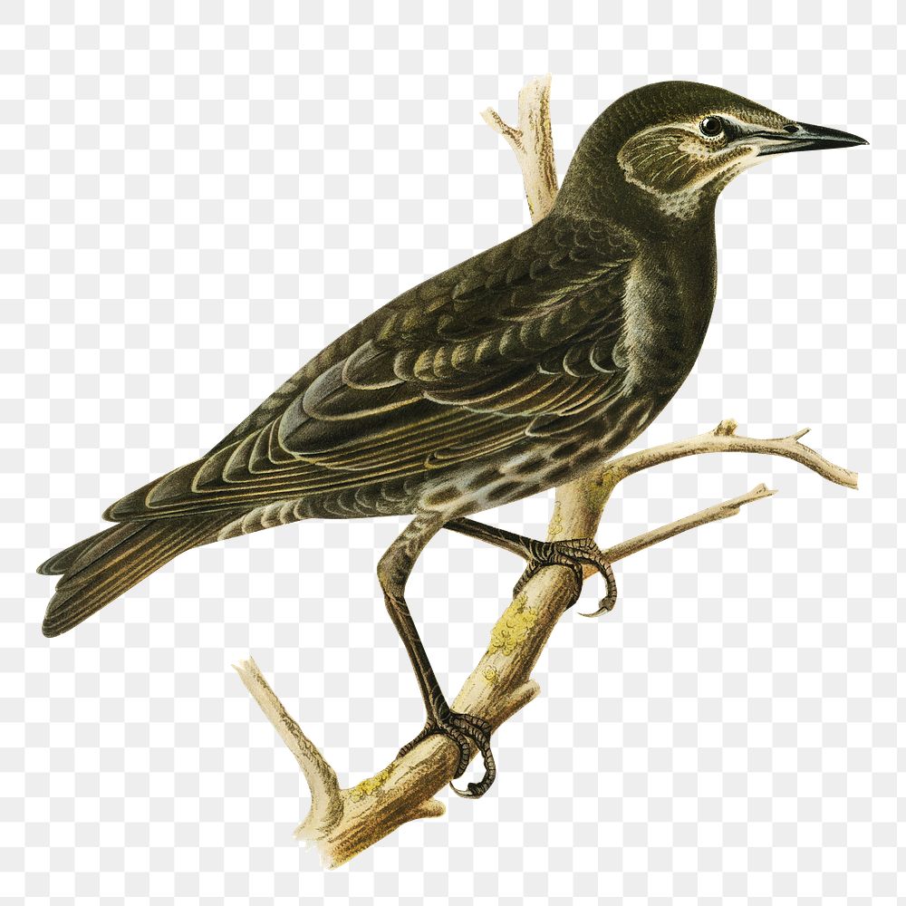 Transparent sticker starling bird hand drawn