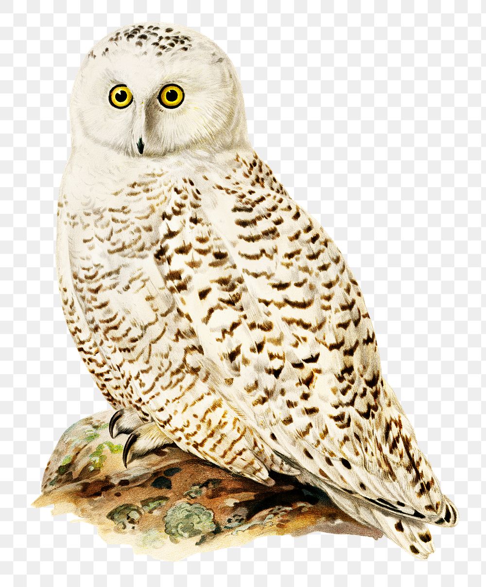 Transparent sticker snowy owl bird hand drawn