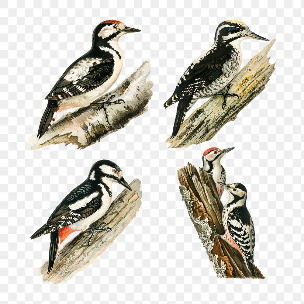 Woodpecker vintage drawing png bird set