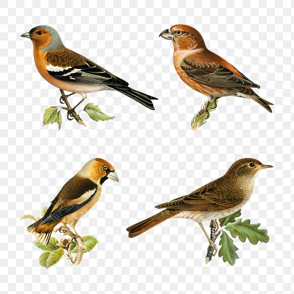 Finch birds png vintage drawing set