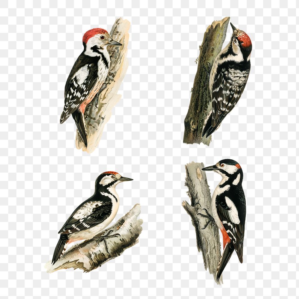 Vintage woodpecker png sticker drawing set