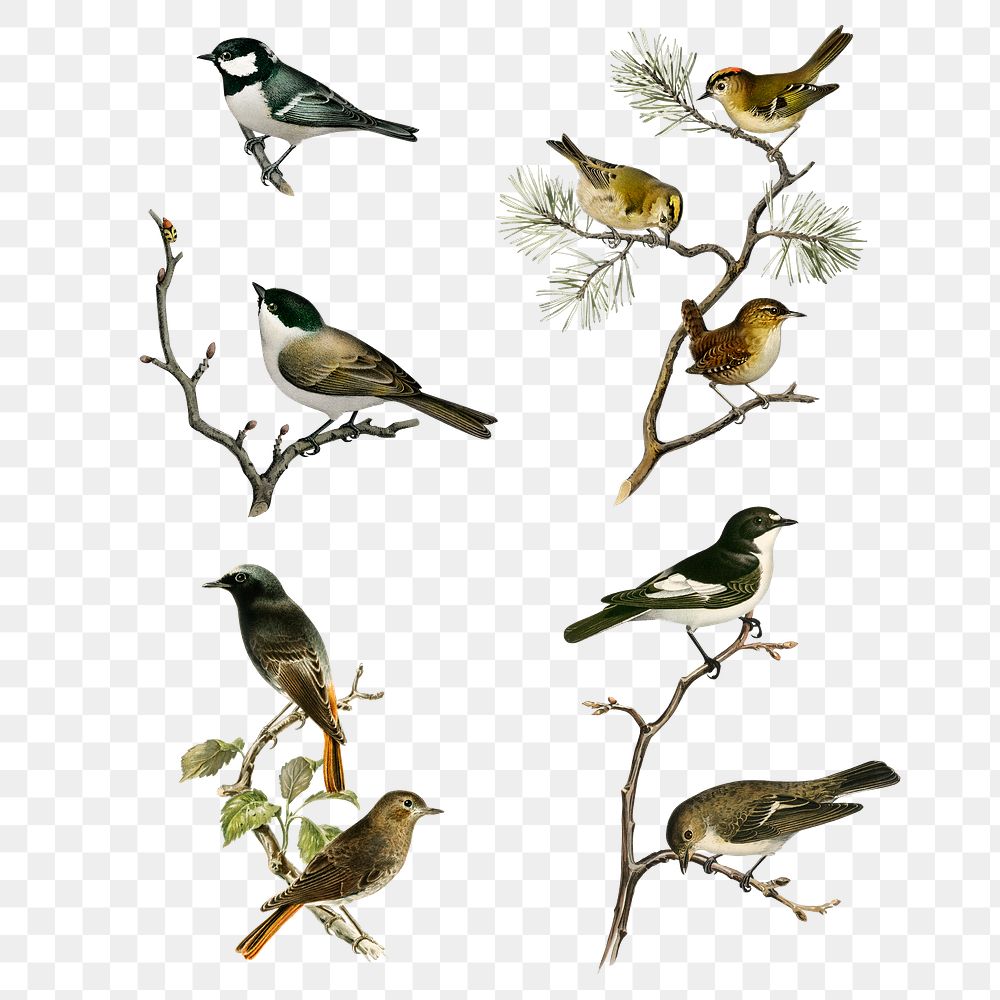 Insectivore birds png vintage drawing set
