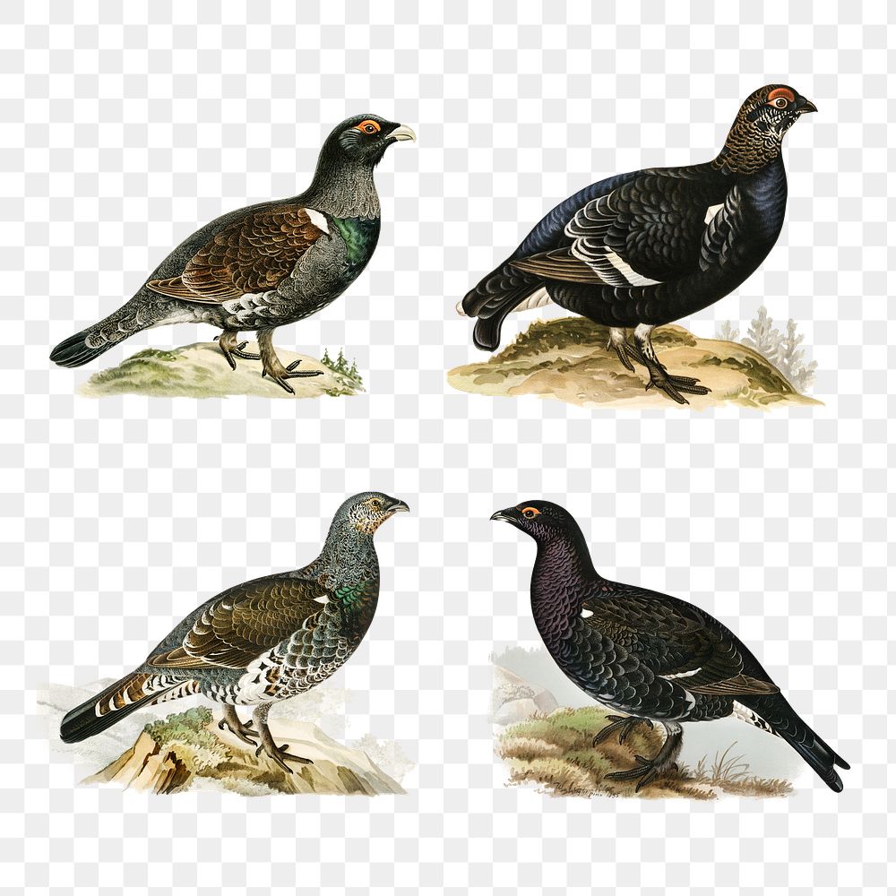 Black grouse birds png drawing collection