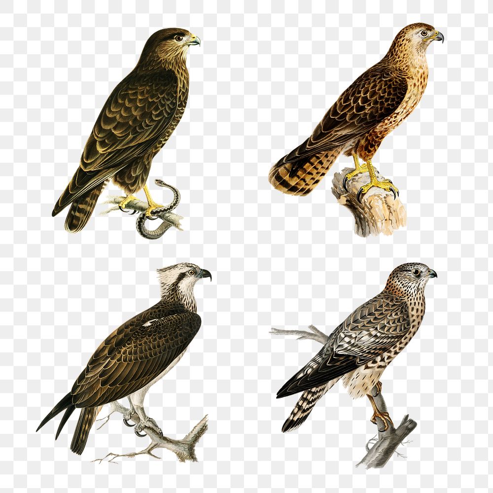 Vintage png drawing birds of prey collection